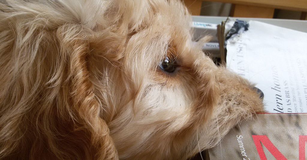fluffy puppy chewing on a magazine