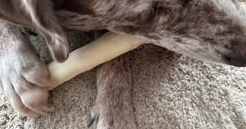 chew stick held between a dog's front paws