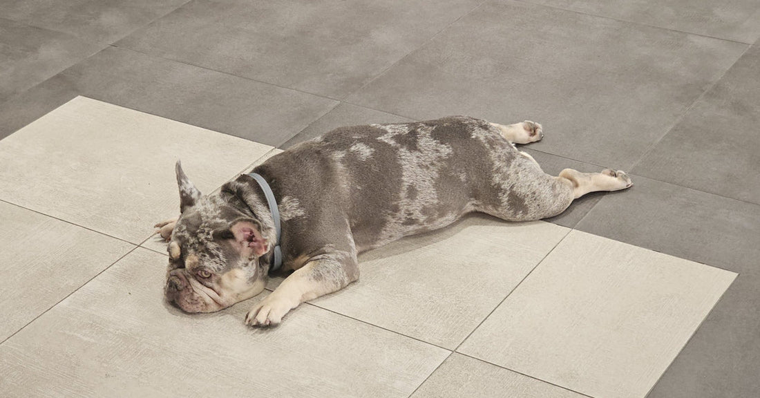 french bulldog sprawled flat on the floor, completely settled in