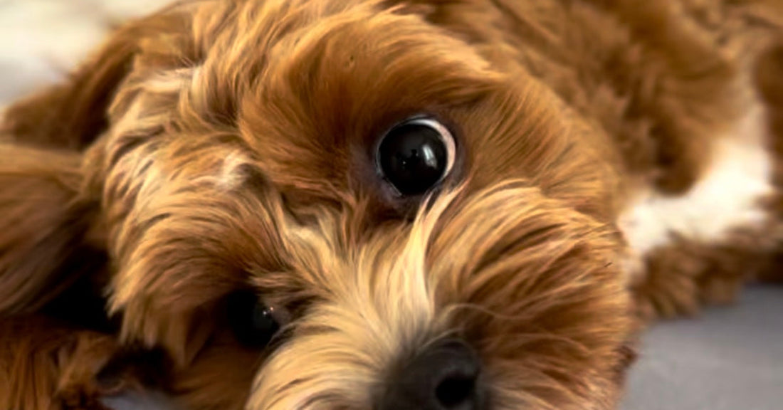 dorje the chawpaw dog lying on the floor looking up at the camera